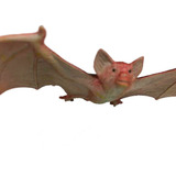 Morcego Bat Batman Enfeite Envergadura 13 Cm Fazenda Real