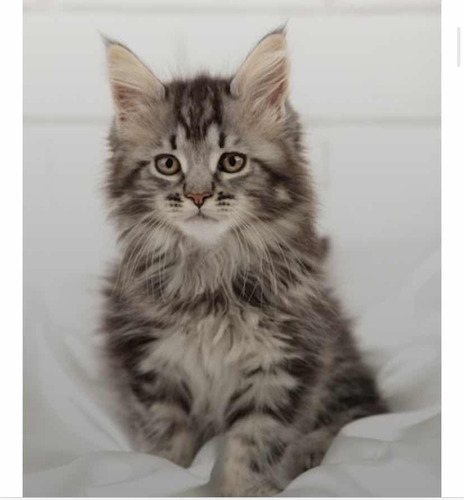 Lindíssimos Bebês Gigantes - Maine Coon