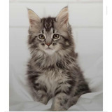 Lindíssimos Bebês Gigantes - Maine Coon