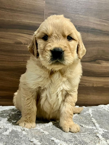 Cachorros Golden Retriever Con Registro Aekc.