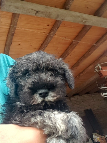 Cachorro Schnauzer Mini Macho Sal Pimienta Exclusivo Mismini