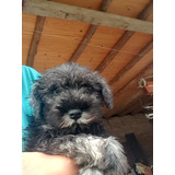 Cachorro Schnauzer Mini Macho Sal Pimienta Exclusivo Mismini