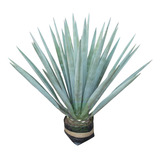 Planta Agave Azul