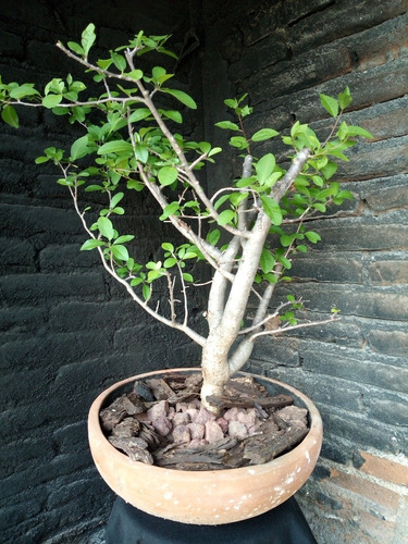 Árbol De Copal Papelillo Para Decoración