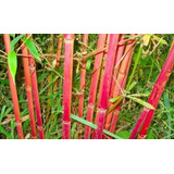 100 Semillas De Bambú Rojo  + Instructivo 