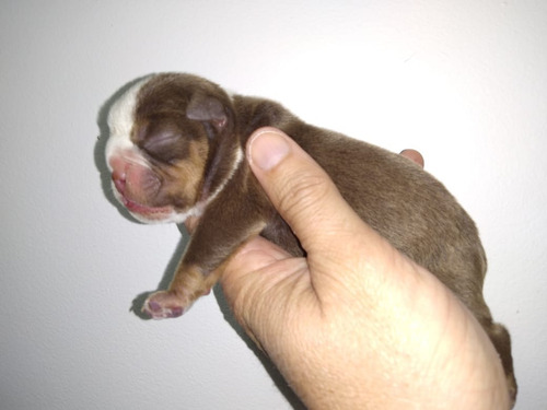 Cachorros Bulldog Exoticos Únicos