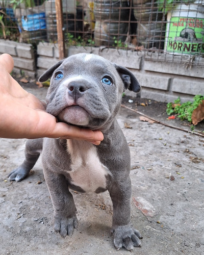 Pitbull Blue Macho Cachorro 