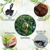 40 Semillas De Alcachofa + Mini Kit De Germinación