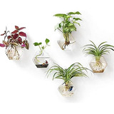 Terrario De Plantas Colgantes De Pared, Plantero De V