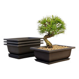 Maceta Para Árbol Bonsai, 6 Pulgadas