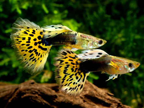 Peixe Guppy Cobra (casal)