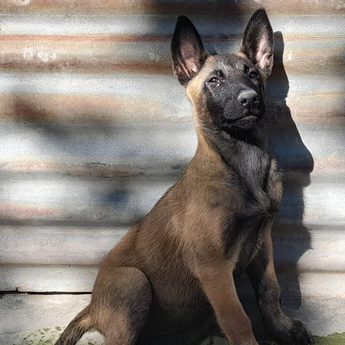 Cachorra Belga Malinois Caoba Carbonada Lista Para Entregar 