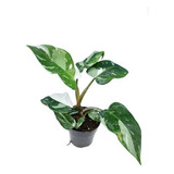 Philodendron White Princess Filodendro Branco Variegata Raro