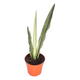 Sansevieria Bentel's Sensation - 4 Pulgadas De