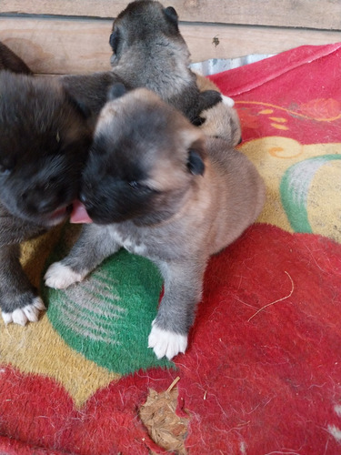 Bellos Akita Americano Cachorro De 1 Mes Y 1 Semana