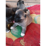 Bellos Akita Americano Cachorro Hembra De 2 Meses