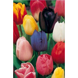  50 Semillas De Tulipan Surtido 