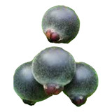 Planta Nativa Guaviyu Frutal Exótico! 