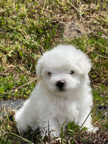 Cachorro Bichón Maltés Bogotá Animal Pets Colombia 