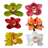 Kit Com 10 Mudas Orquídeas Cymbidium Promocao Frete Gratis