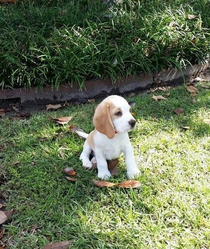 Cachorro Beagle Perrito Puppy Cachorrito