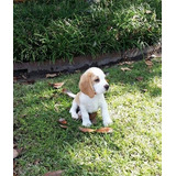 Cachorro Beagle Perrito Puppy Cachorrito