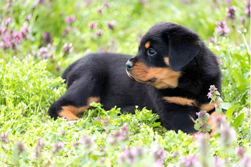 Cachorros Rottweiler Con Registro Disponibles Perros Puppy 