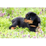 Cachorros Rottweiler Con Registro Disponibles Perros Puppy 