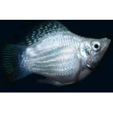 Pct. C/10 Peixes Molinesia Balão Prata - Água Doce-aquário