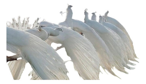 Ovos Galados Férteis Pavão Branco, Arlequim, Azul ( 12 Und )