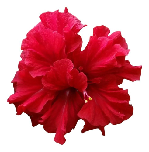 Planta De Tulipán Hibisco Rosa De China