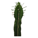 Cactus Euphorbia Candelabro. Suculenta Columnar. 50cm