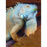 Cuadro 50x75cm Camaleon Reptil Iguana Animal Exotico M6