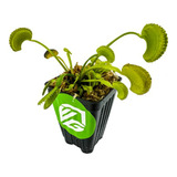 Planta Carnívora Dente Venus - Dionaea Muscipula - Wellsprin