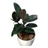 Ficus Elasticus Cabernet - Gomero + Maceta Premium