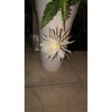 Dama De Noche,4 ,cactus Orquidea,epiphyllum O