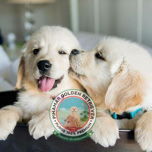 Pinamar Golden Retriever - Cachorros Golden Vacunados