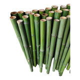 Cañas Tacuara Bambu 3mt  Por 10 Uni Super Ofertazo