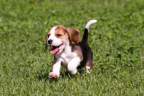 Cachorro Beagle Tricolor 15