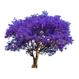 Muda De Jacarandá Caroba - Fácil Plantio