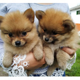 Minis Pomerania  Cali Bogota Medellin Barranquilla