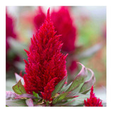 100 Semillas De Celosia Var. Plumosa - Celosía Codigo 502