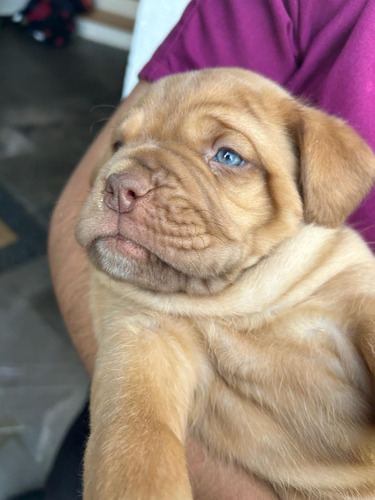 Cachorros Dogo De Burdeos