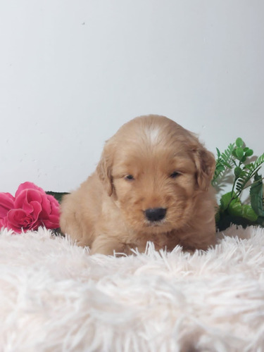 Cachorro Golden Retriever 