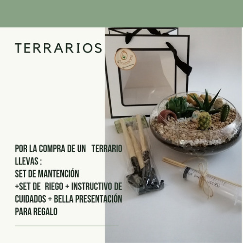 Terrario Plantas Naturales De Interior Cactus Y/o Suculentas