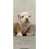 Filhote Macho De American Bully