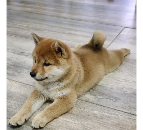 Cachorros Shiba Inu Hembras Con Pedigree Fca Y Vacunadas