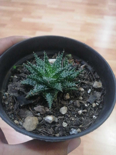 Aloe Haworthoides Suculenta Exotica Cactus Mercado Envíos