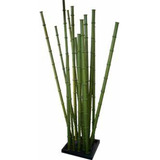 50 Semillas De Bambu De Hierro