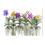 Muda De Vanda De 10 A 20 Cm - Diversas Cores